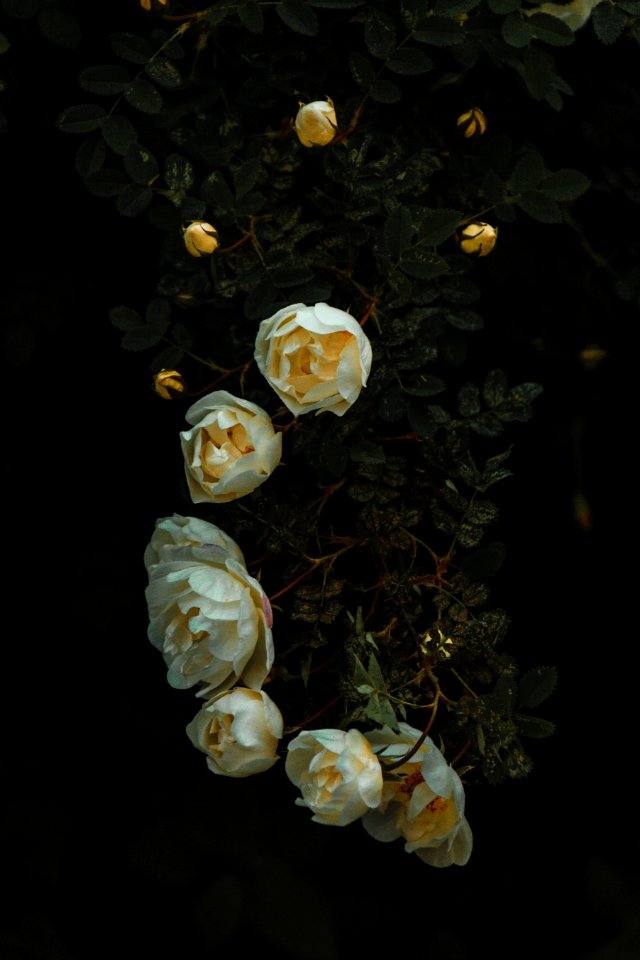 White Roses