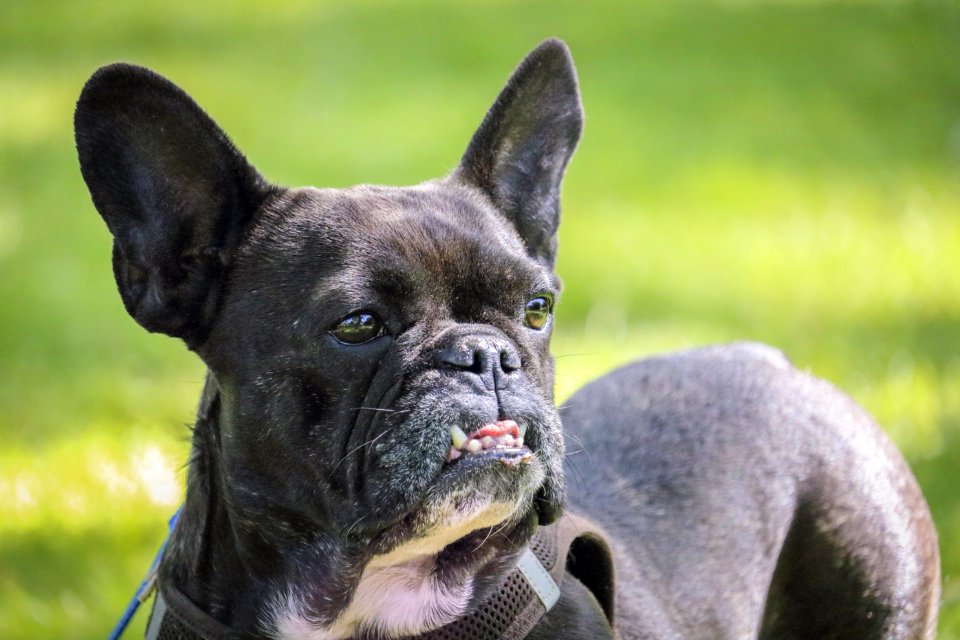 Selective Focus Photo Of Adult Black And White French Bulldog