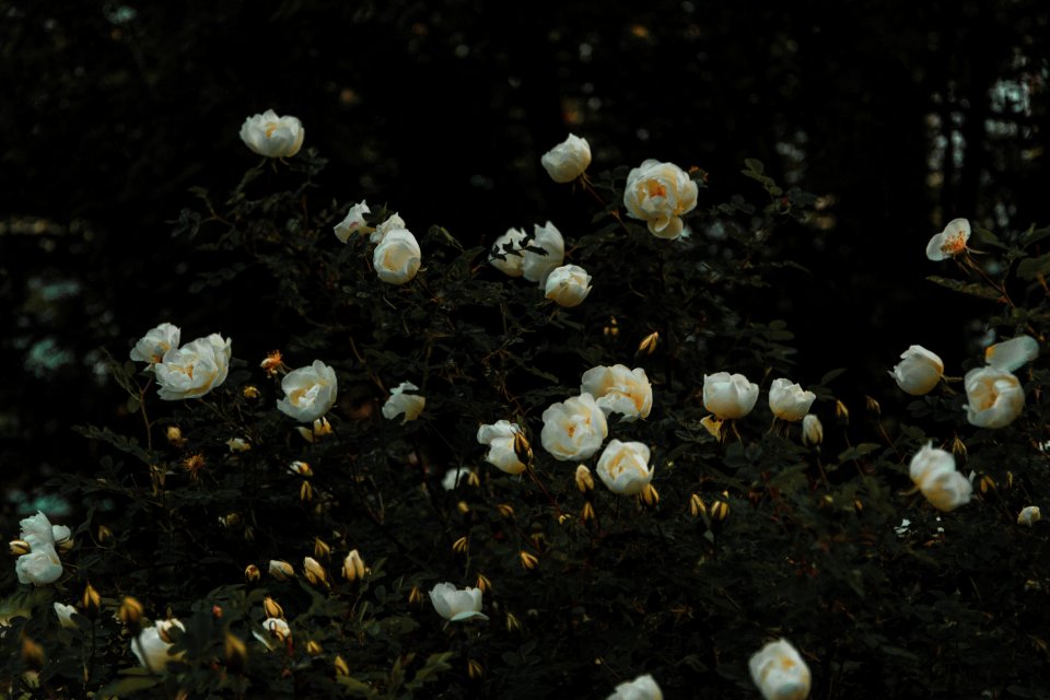 Bed Of White Petaled Flowers