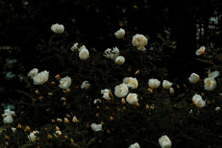 Bed Of White Petaled Flowers