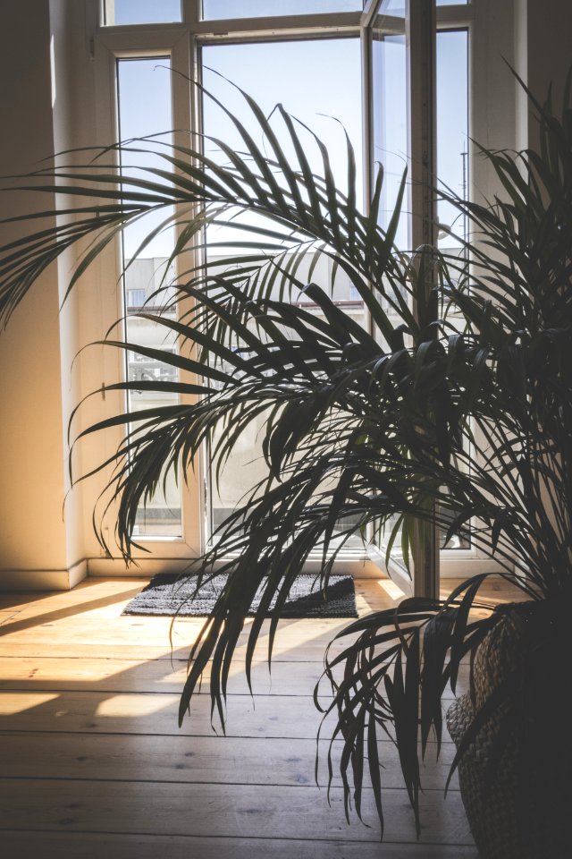 Green Palm Plant Inside Room