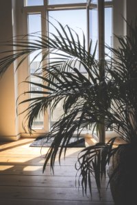 Green Palm Plant Inside Room photo