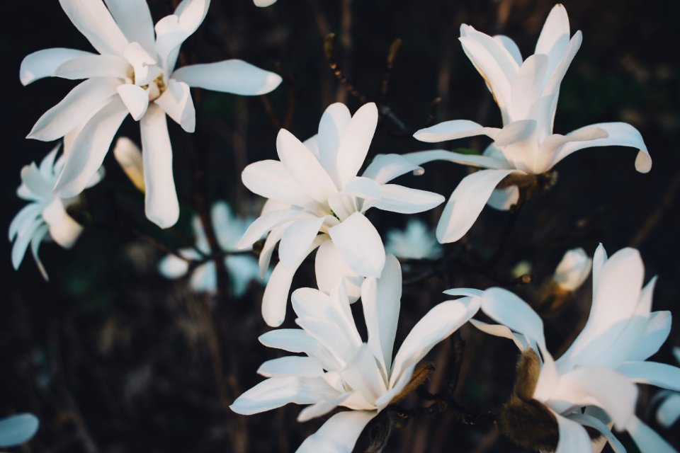 White Magnolia Flowers In Closeup Photo