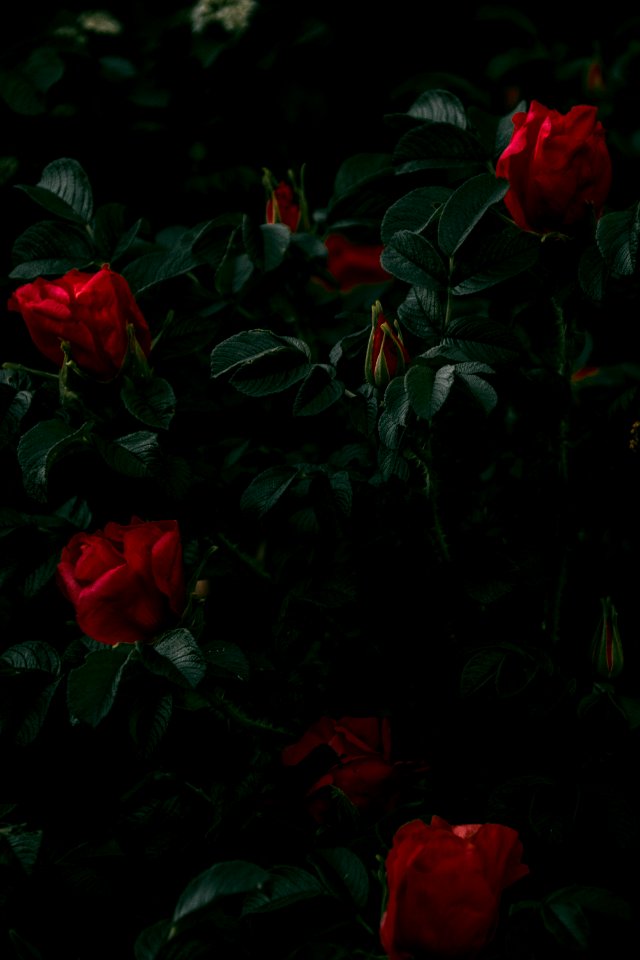 Photography Of Red Rose Plant