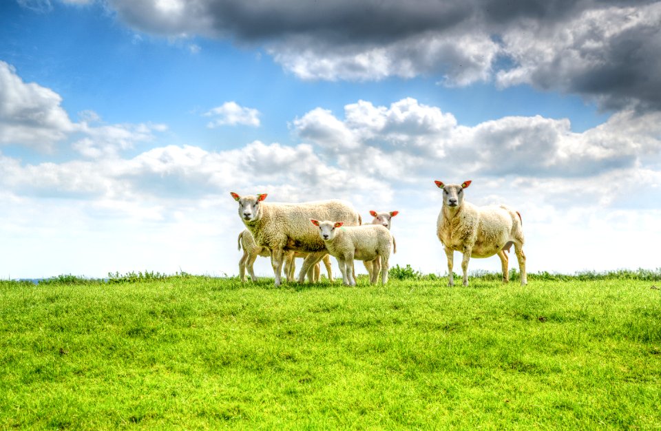 Five White Sheep On Farm