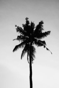 Coconut Tree Under Gray Sky photo