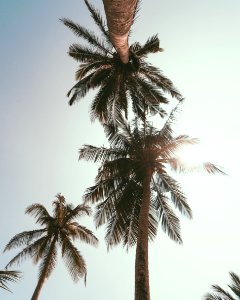 Low Angle Photography Of Coconut Trees Under Blue Sky photo