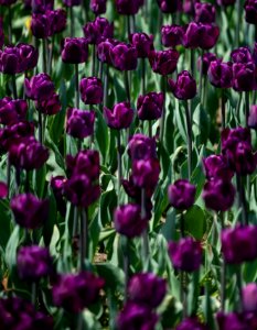Dark Purple Tulip Flowers photo