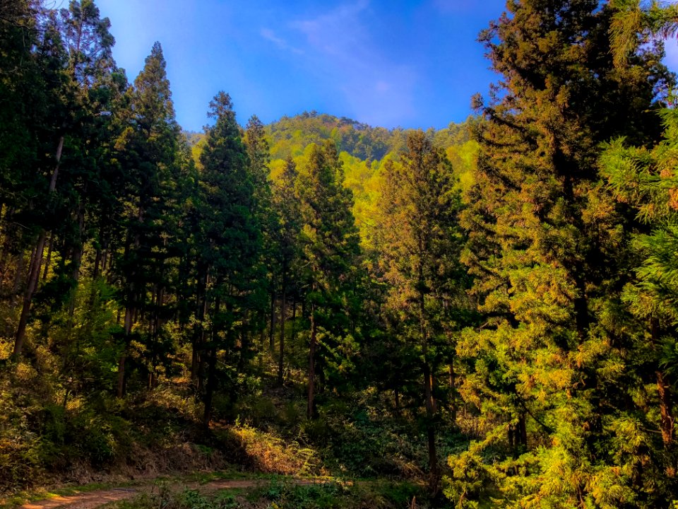 Temperate Broadleaf And Mixed Forest Ecosystem Nature Spruce Fir Forest