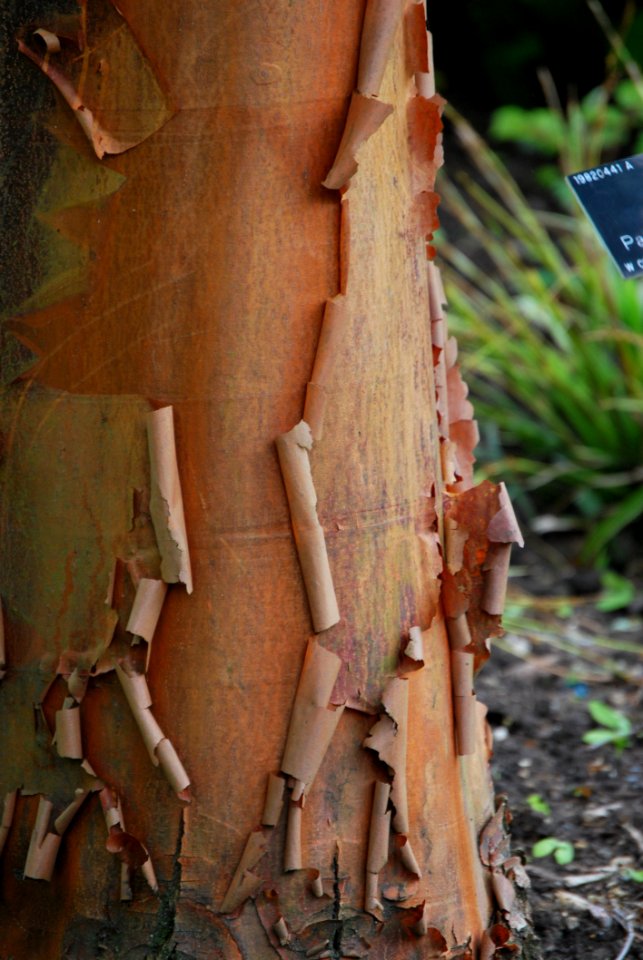 Tree Trunk Wood Plant Stem