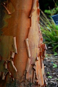 Tree Trunk Wood Plant Stem