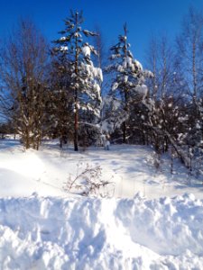 Snow Winter Tree Sky photo
