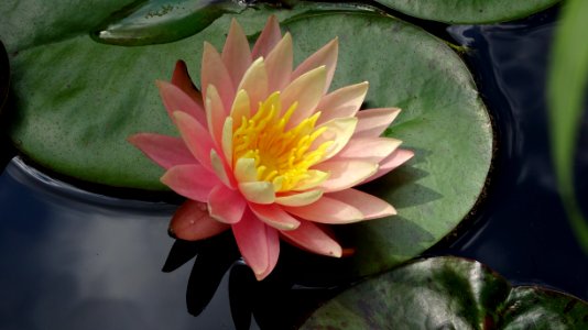 Flower Flora Plant Aquatic Plant