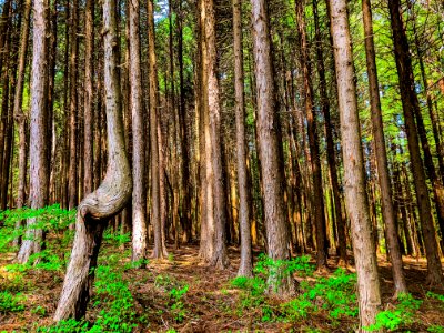 Woodland Ecosystem Forest Tree photo