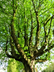 Tree Woody Plant Branch Plant photo