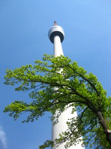Sky Tower Tree Landmark