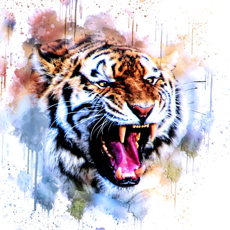 Tiger Wildlife Mammal Roar