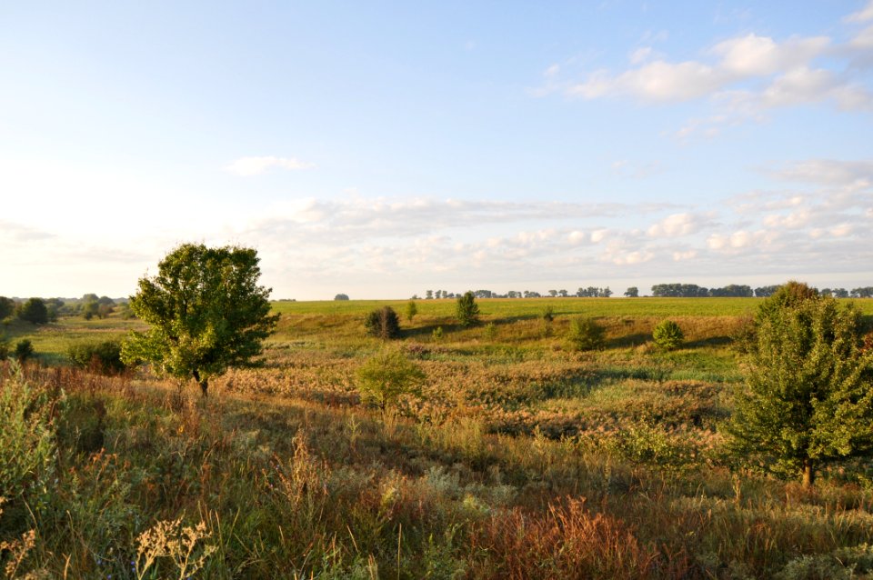 Grassland Ecosystem Prairie Plain