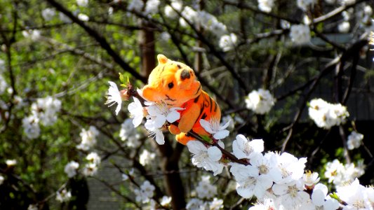 Flower Plant Spring Tree photo