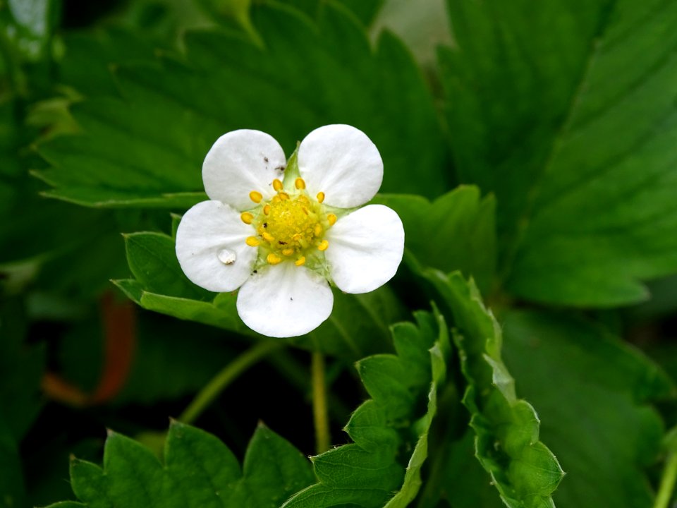 Flower Flora Plant Wildflower