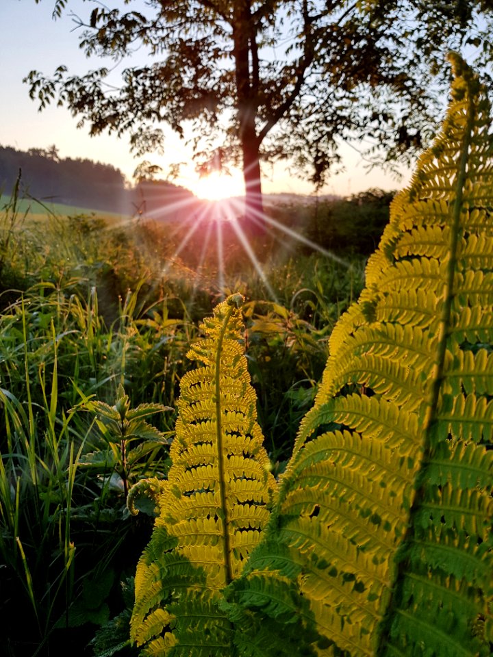 Vegetation Field Leaf Morning