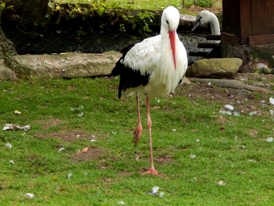 Stork White Stork Beak Ciconiiformes
