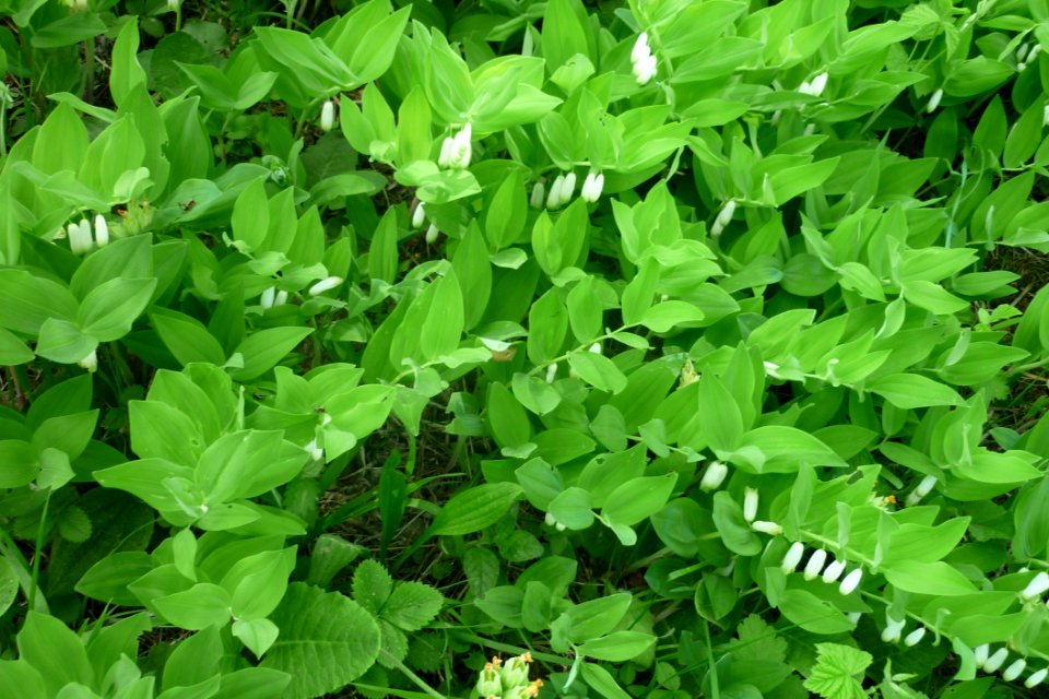 Plant Leaf Grass Groundcover