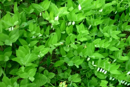 Plant Leaf Grass Groundcover