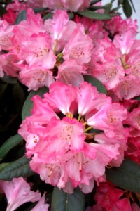 Flower Plant Pink Flowering Plant