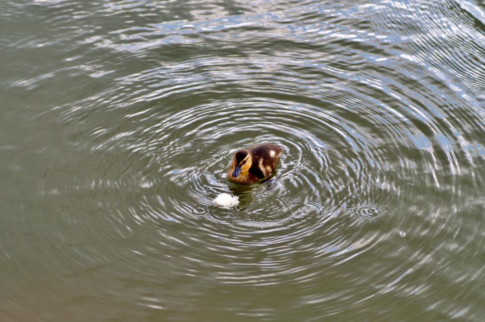 Water Fauna Duck Water Bird