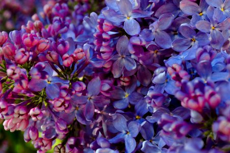 Flower Purple Plant Flora