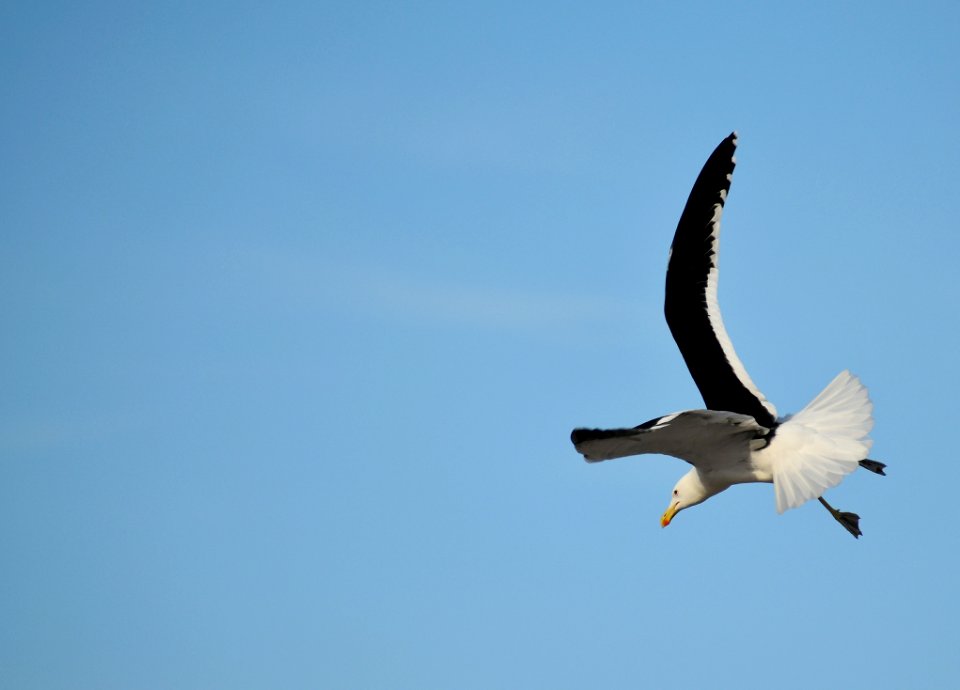 Bird Sky Seabird Fauna