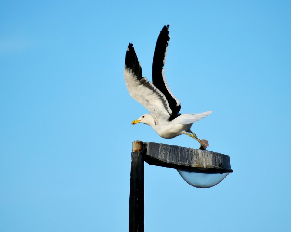 Bird Sky Fauna Beak