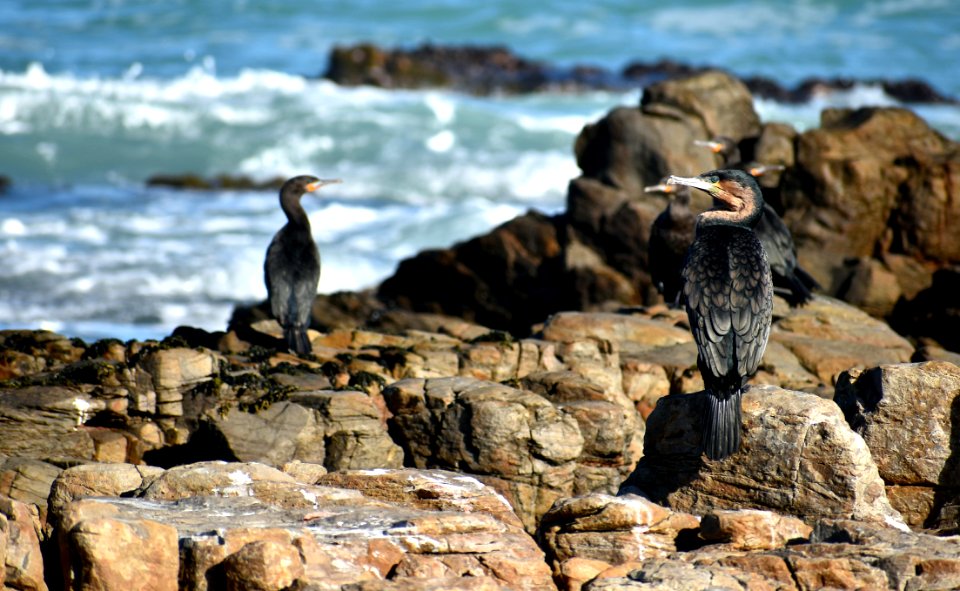 Fauna Bird Flightless Bird Penguin