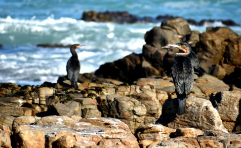 Fauna Bird Flightless Bird Penguin