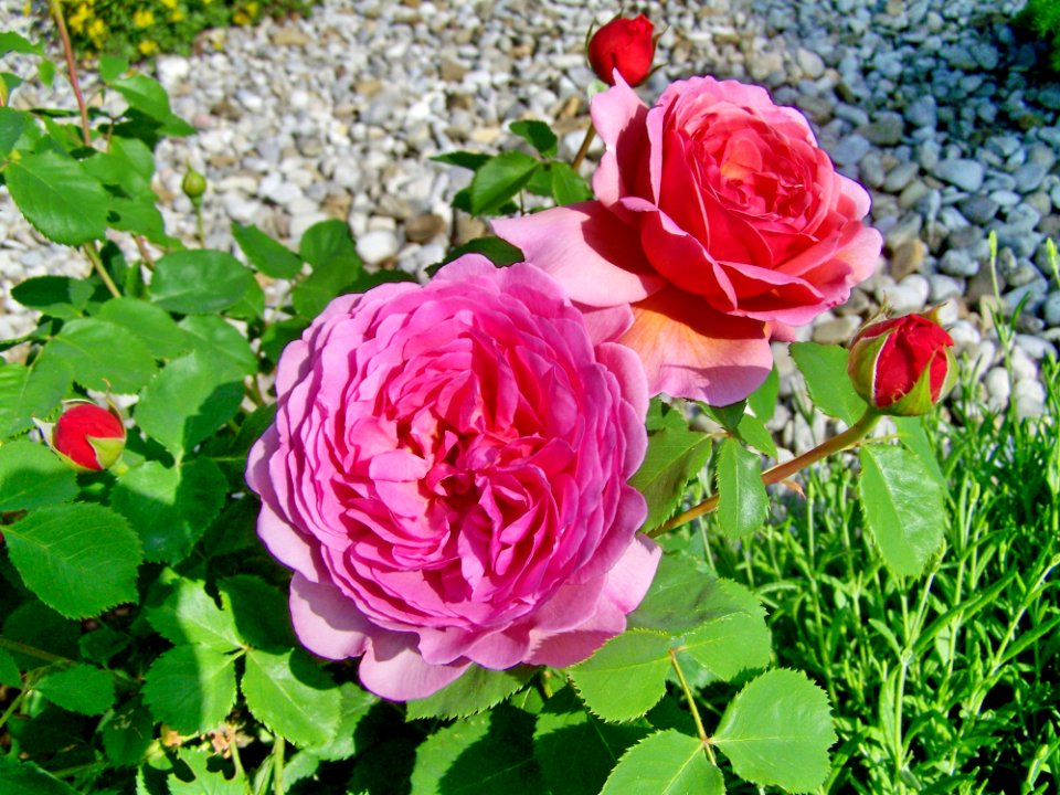 Flower Rose Rose Family Floribunda