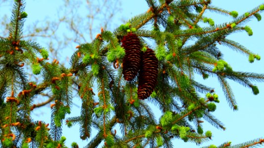 Tree Spruce Pine Family Branch photo
