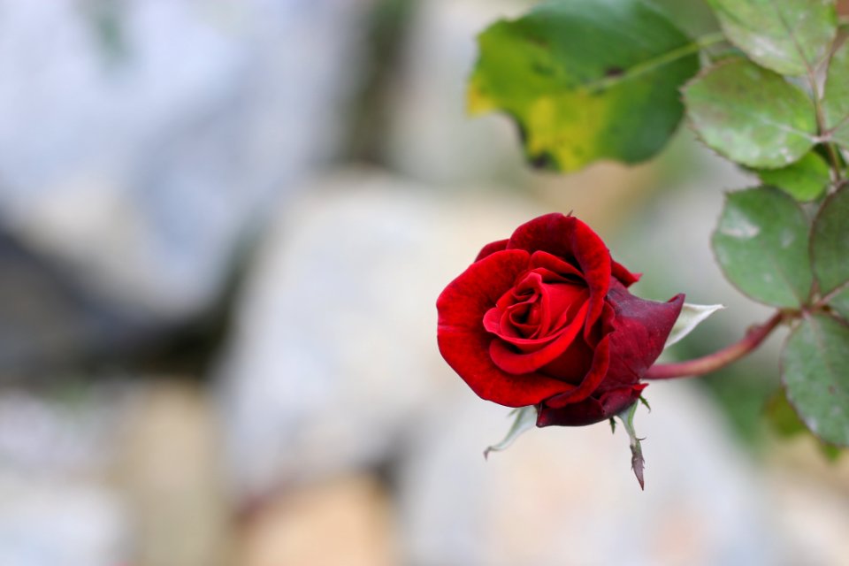 Flower Rose Rose Family Red