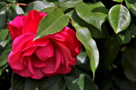 Flower Plant Flowering Plant Rose Family