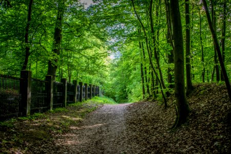 Woodland Forest Nature Path