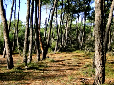 Ecosystem Tree Path Woodland