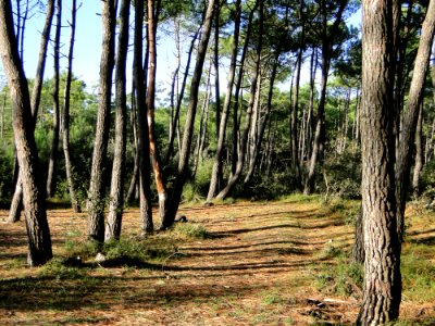 Ecosystem Tree Path Woodland photo