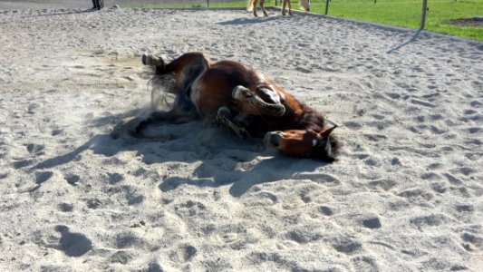 Horse Like Mammal Horse Pack Animal Snout