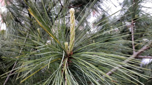 Plant Tree Flora Pine photo