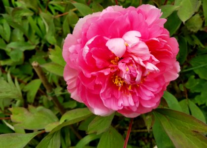 Flower Plant Peony Flowering Plant photo