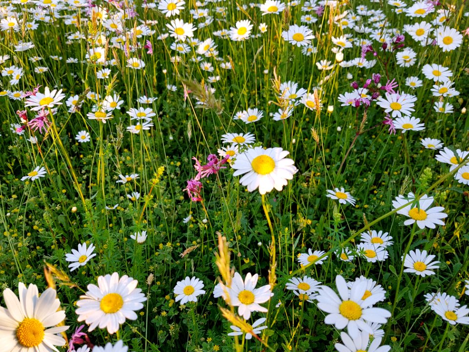 Flower Plant Flora Wildflower