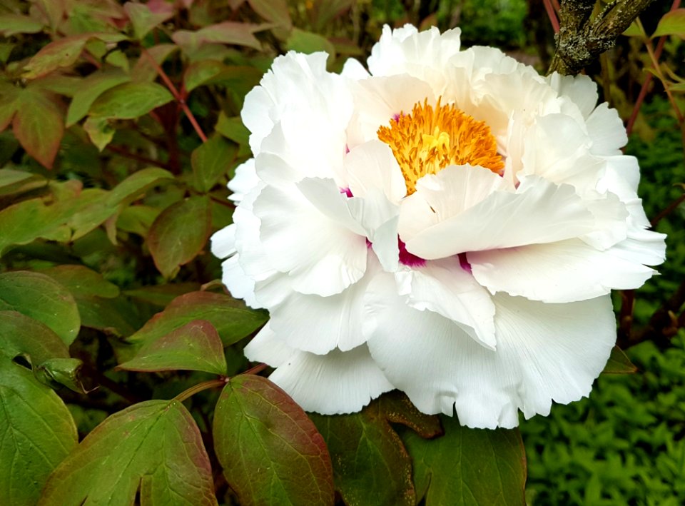 Flower Plant Flowering Plant Flora