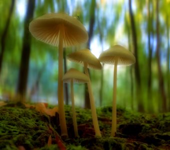 Mushroom Fungus Edible Mushroom Biome photo