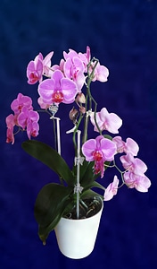 Violet beauty blossom