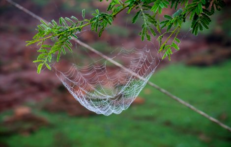 Spider Web Leaf Flora Branch